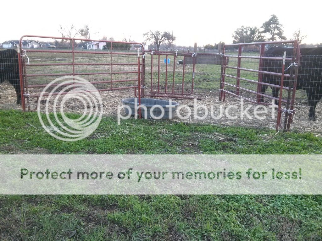 Creep Gate Panel For Creep Feeding Cattletoday Com