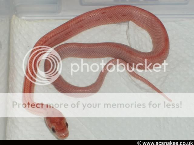 Hypo Stripe