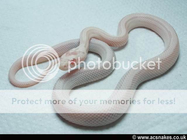 Snow Stripe 2010