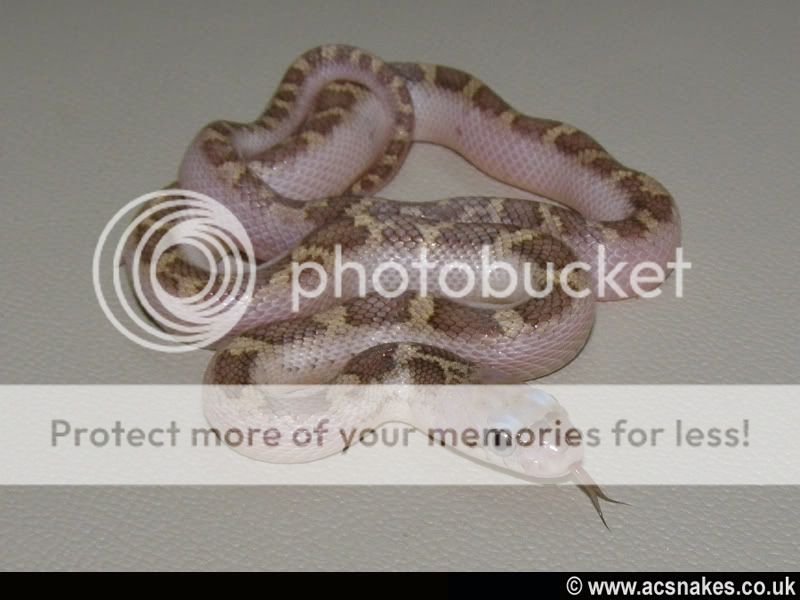 Zeeta/Zane's Whitesided Black 2012