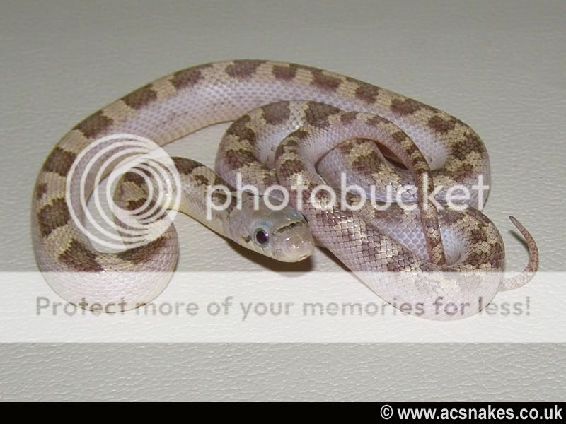Zeeta/Zane's Whitesided Black 2012