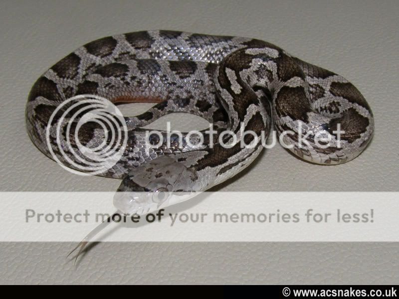 Zambia/Zane's Black Rat 2012