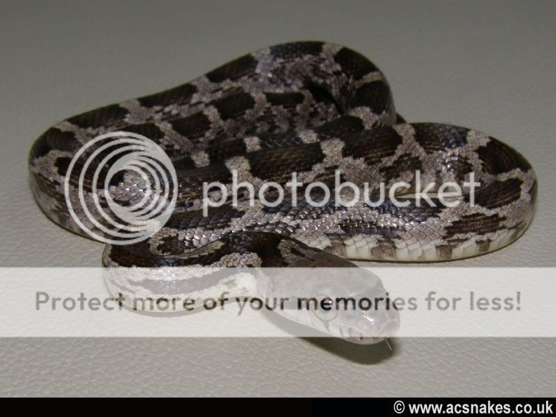 Zambia/Zane's Black Rat 2012