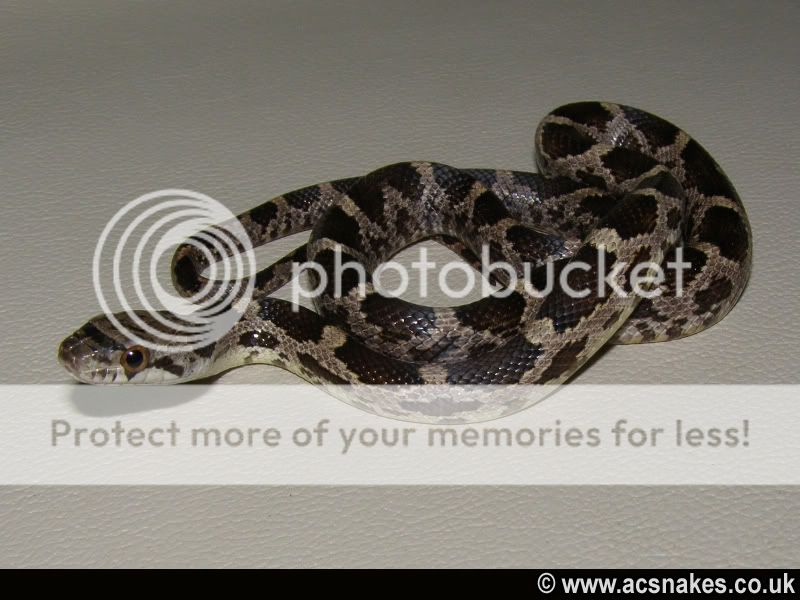Zambia/Zane's Black Rat 2012