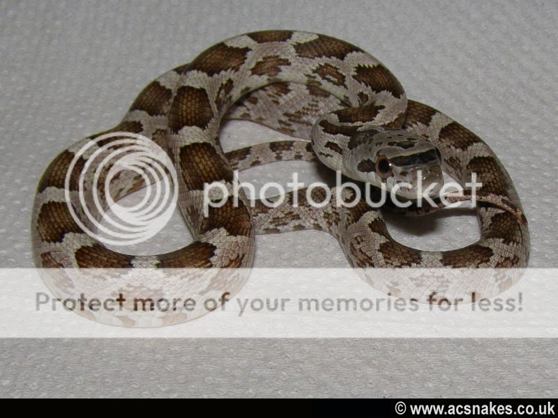 Leucy/Zee - het Leucistic 2012
