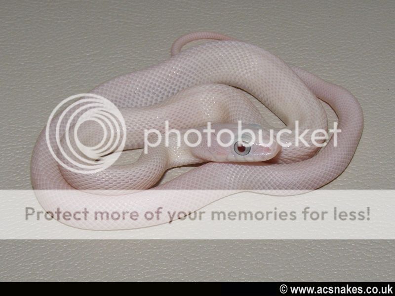 Leucy/Zee - Leucistic Black Rat 2012