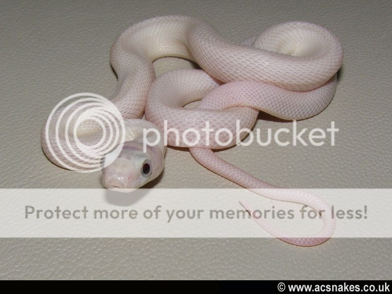 Leucy/Zee Leucistic Black Rat 2012