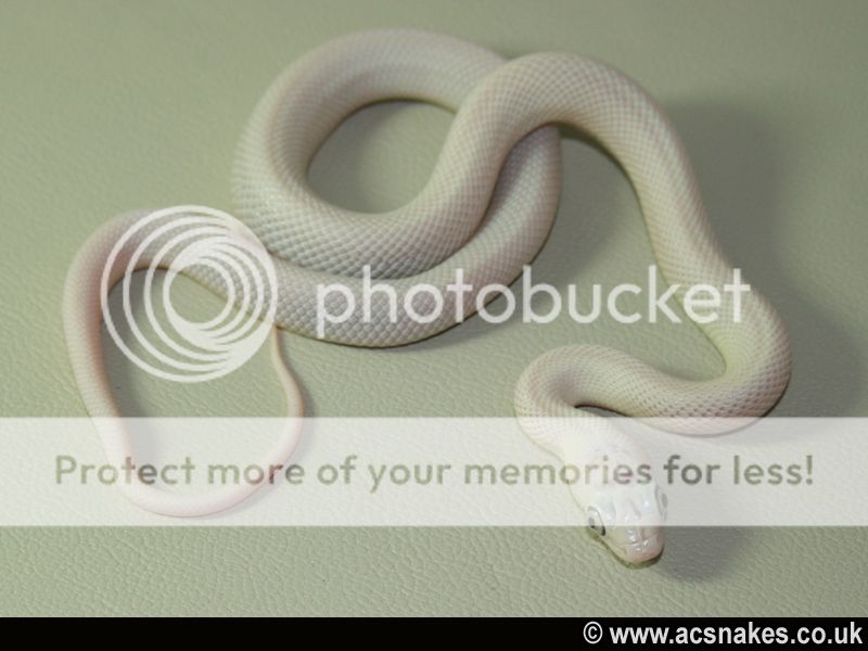 Leucy/Zee - Leucistic Black Rat 2012