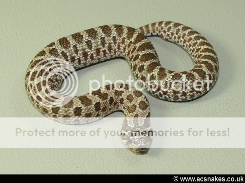May/Apollo Western Hognose 2012