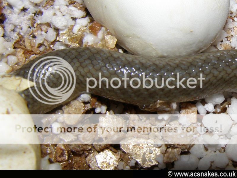 Blonde Hognose 2012