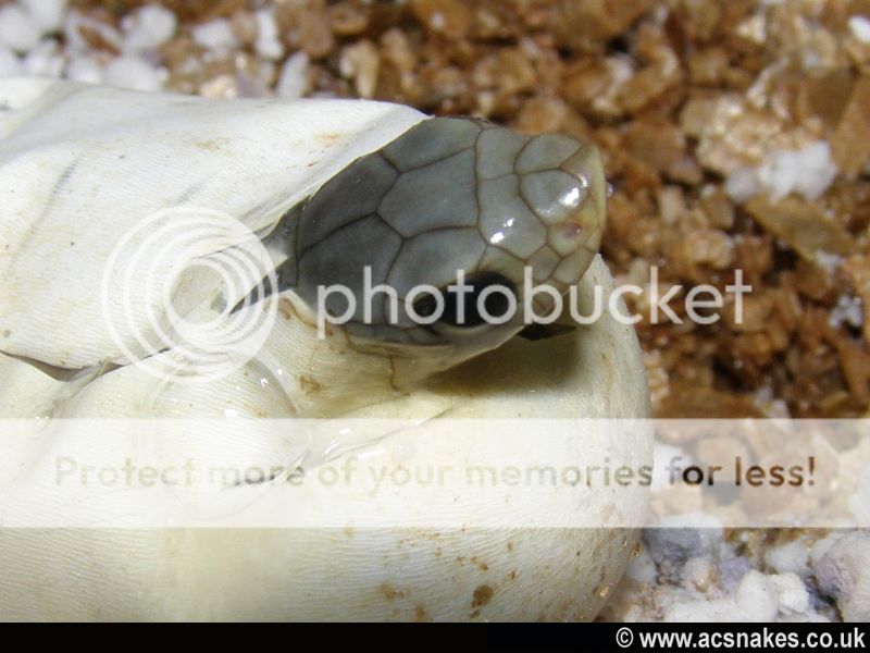 Blonde Hognose 2012