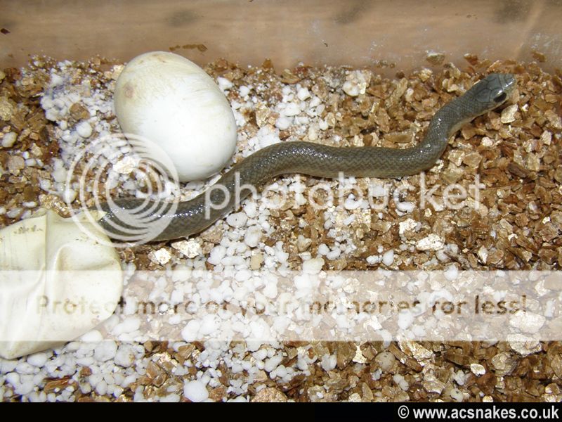 Blonde Hognose 2012