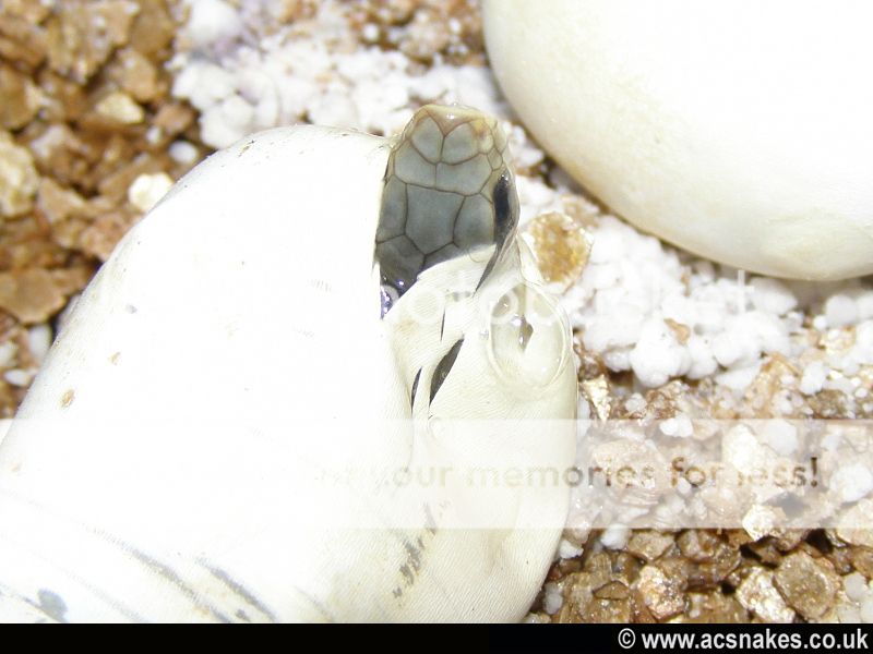 Blonde Hognose 2012