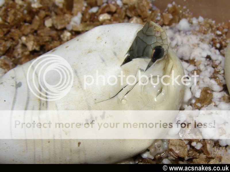 Blonde Hognose 2012