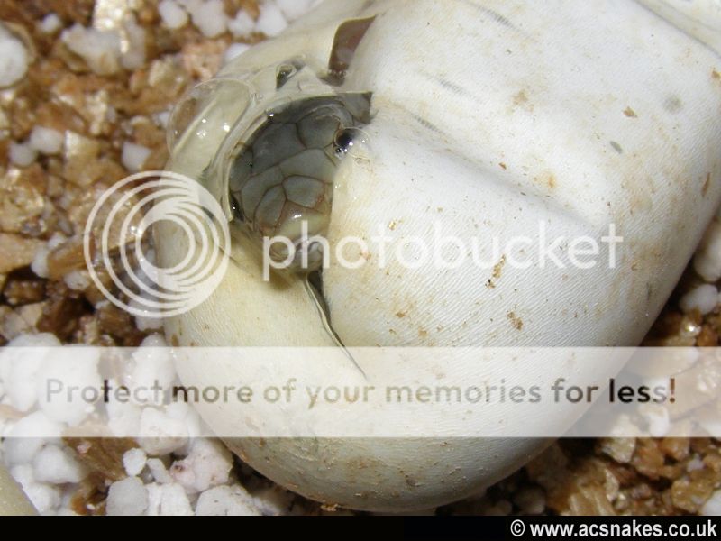 Blonde Hognose 2012