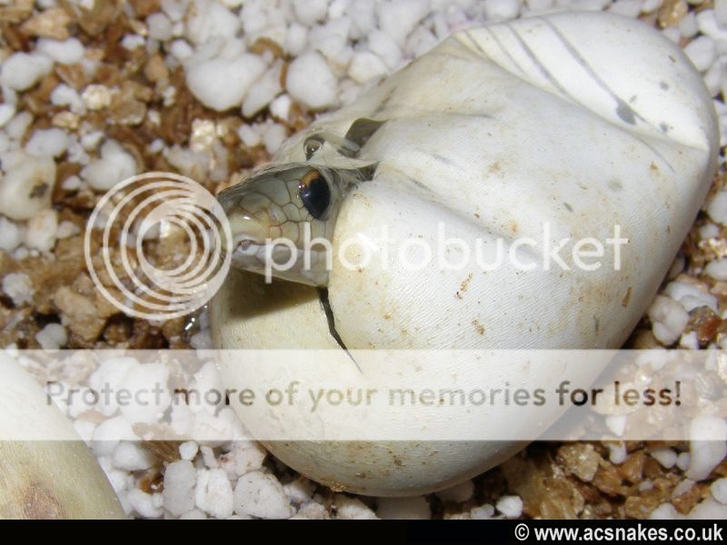 Blonde Hognose 2012