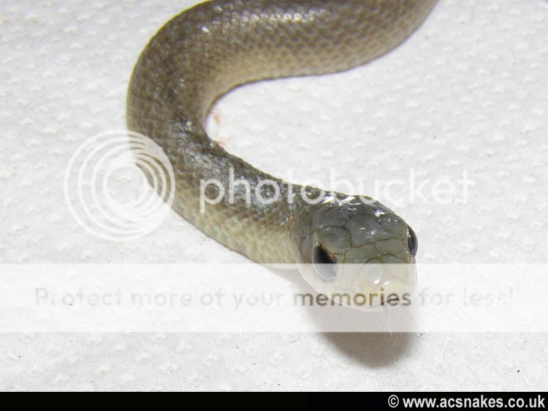 Blonde Hognose 2012
