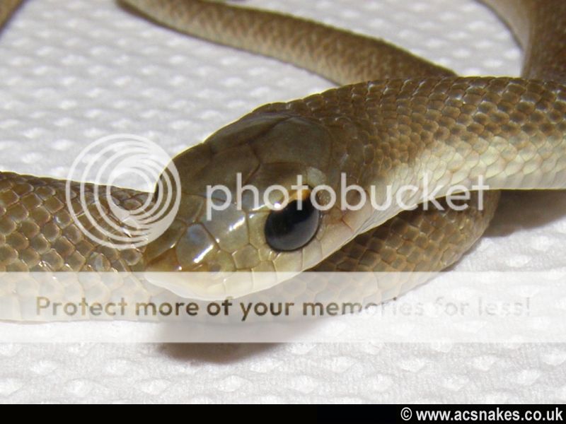 Blondie/Blondo, Blonde Hognose