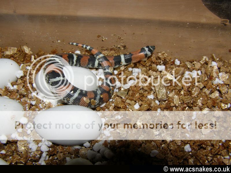 Sienna/Sinbad's Tri-coloured Hognose 2012