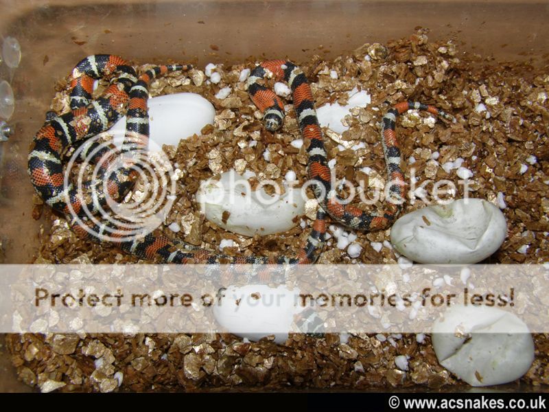 Sienna/Sinbad's Tri-coloured Hognose 2012