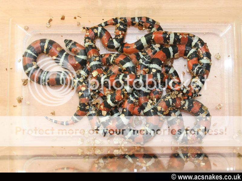 Sienna/Sinbad Tricoloured Hognose 2012