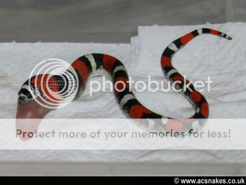 Sienna/Sinbad's Tri-coloured Hognose 2012