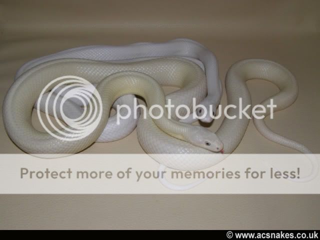 Zelda (Ivory Leucistic) & Leucy (Std Leucistic)