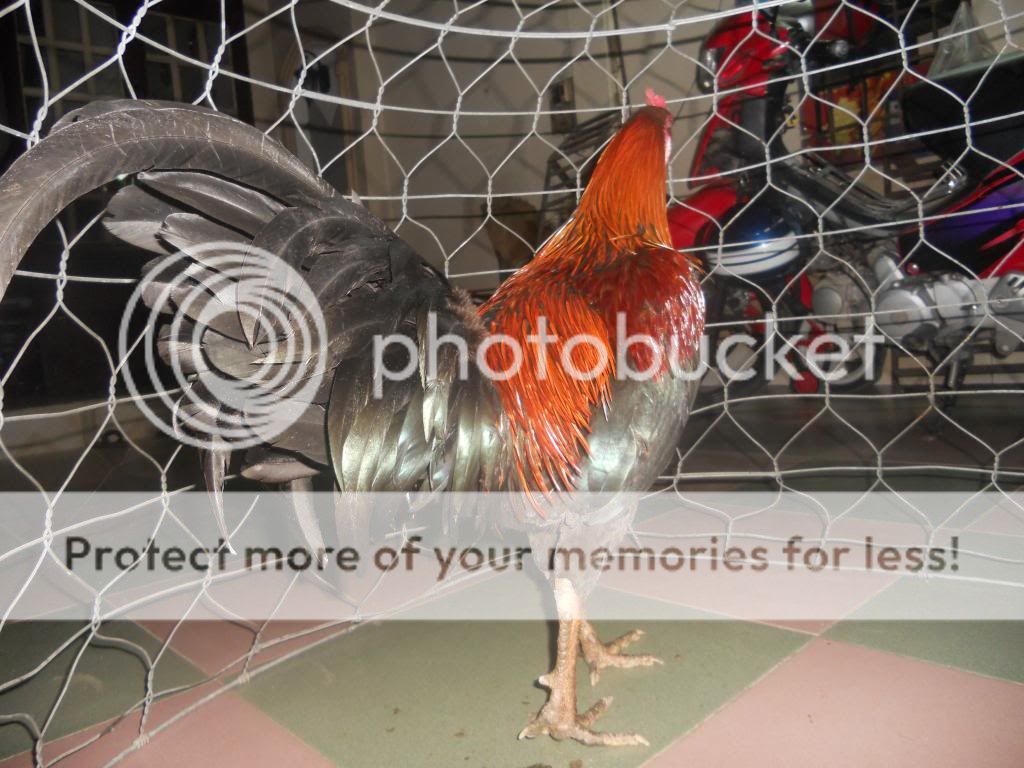 [Q12] Hình ảnh 1 số e gà đá tiền của trại mình. Và một số e gà nọc - 19