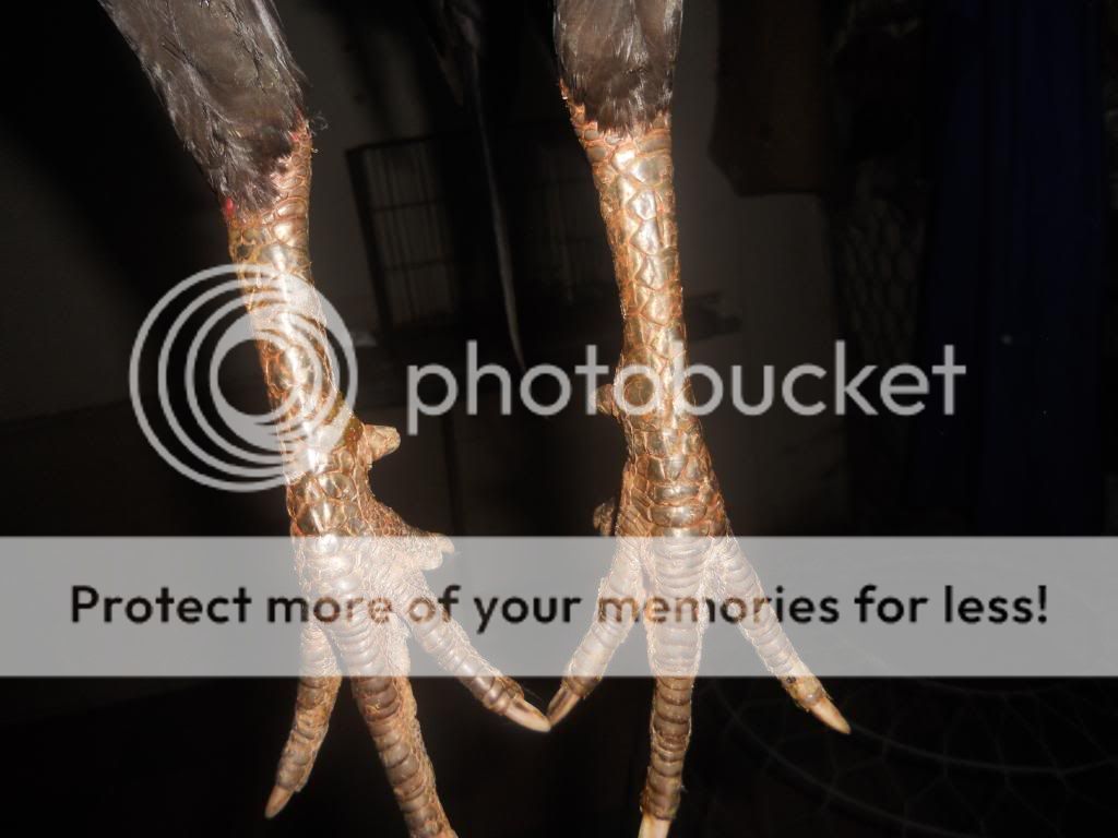 [Q12] Hình ảnh 1 số e gà đá tiền của trại mình. Và một số e gà nọc - 20