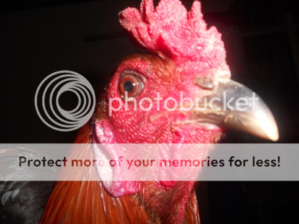 [Q12] Hình ảnh 1 số e gà đá tiền của trại mình. Và một số e gà nọc - 18