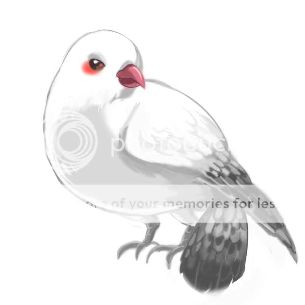 photo pigeon_zpscadf63e1.jpg