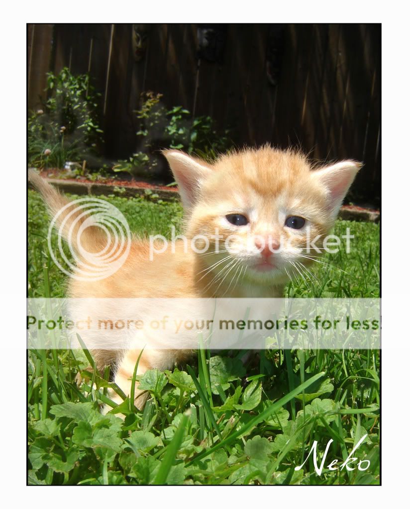 Neko Outside Pictures, Images and Photos