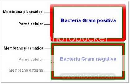 Bacteria de Gram