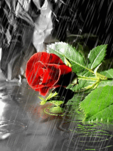 roseimregen.gif