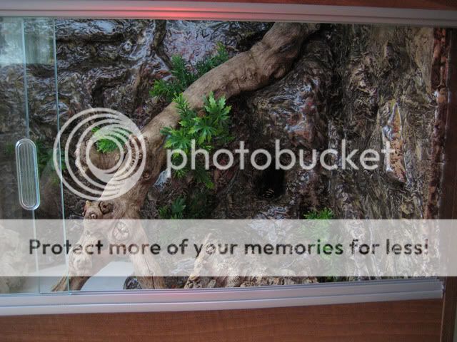 royal python 3ft viv first attempt pic heavy | Reptile Forums