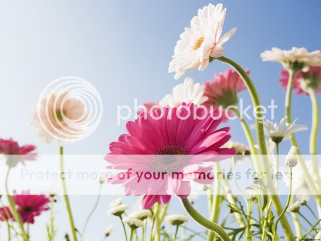 Blue_Sky_and_Flowers.jpg